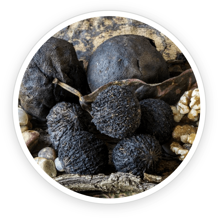 Black Walnuts - GutOptim Ingredient